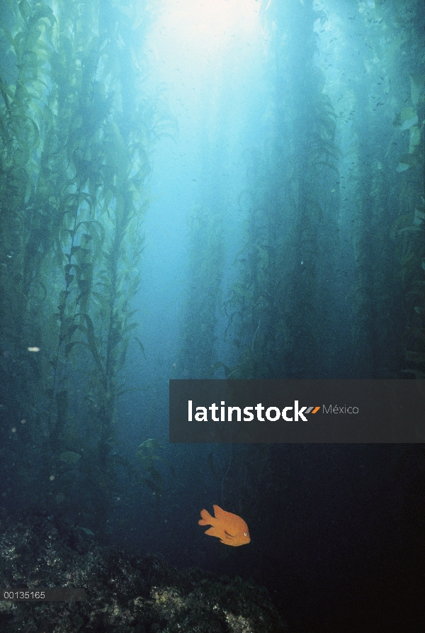 Garibaldi (Hypsypops rubicundus) en bosques de algas, los machos defienden nidos y rocas de la granj