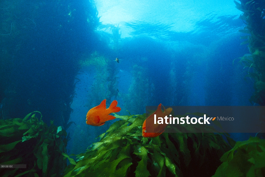 Par de Garibaldi (Hypsypops rubicundus) en bosques de algas, los machos defienden nidos y rocas de l