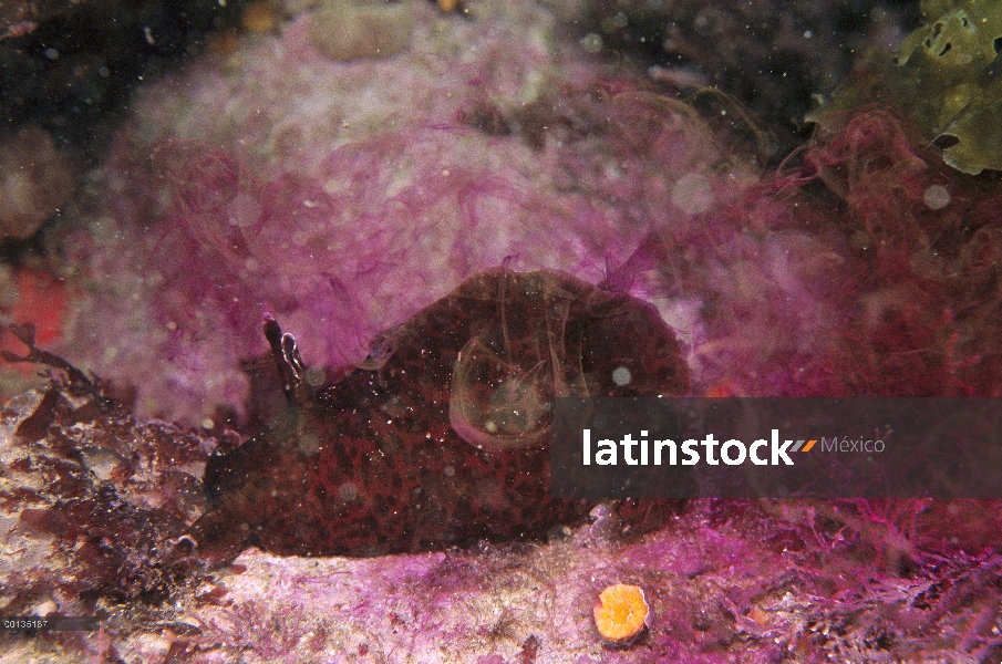 Liebre de mar de California (californica de Aplysia) expulsa tinta púrpura cuando perturbada, Monter