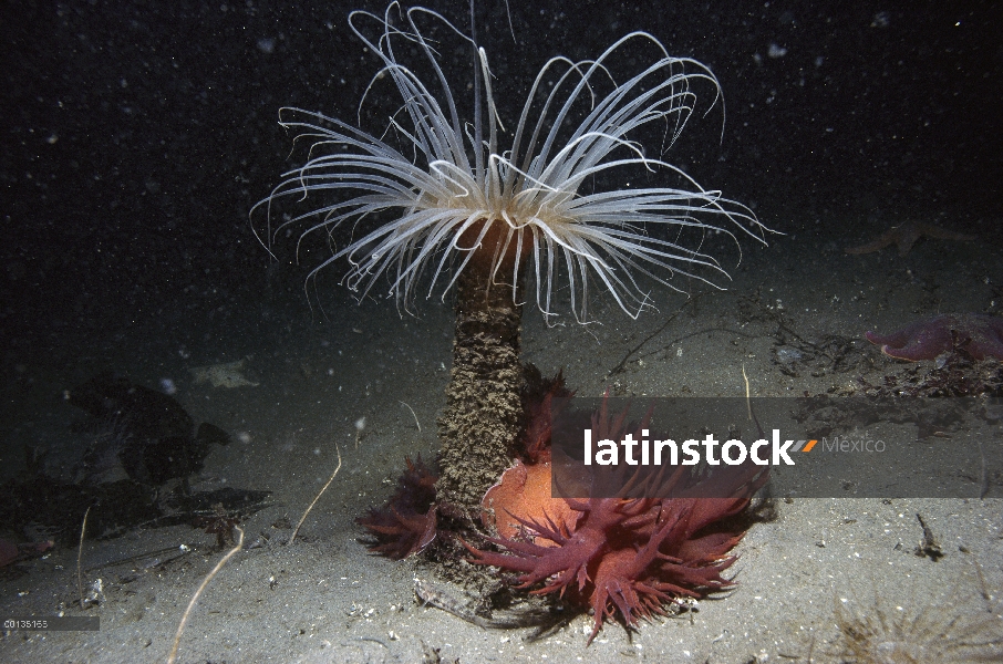 Gigante Nudibranquio (iris frondosus) atacando a anémona tubo-vivienda (Pachycerianthus fimbriatus) 