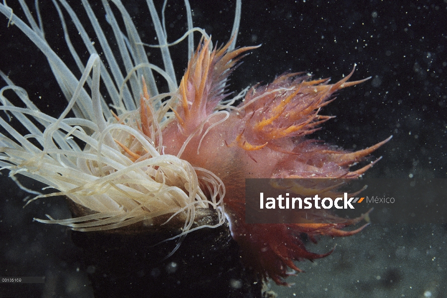 Secuencia de Monterey, California, la gigante Nudibranquio (iris frondosus) atacando a anémona tubo-