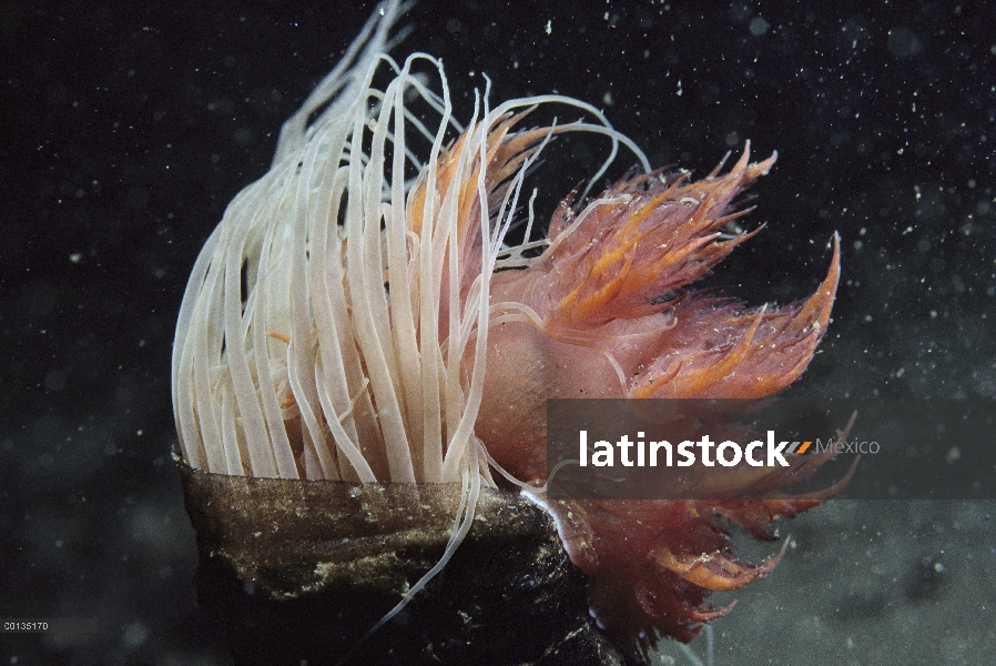 Gigante Nudibranquio (iris frondosus) atacando a anémona tubo-vivienda (Pachycerianthus fimbriatus) 