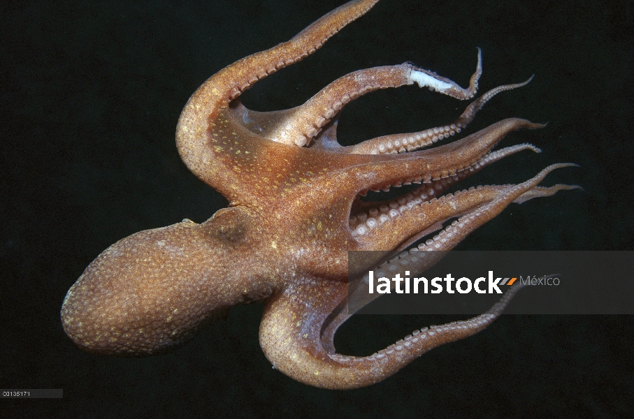 Pulpo de patudo de California (californicus de pulpo) natación, sur de California