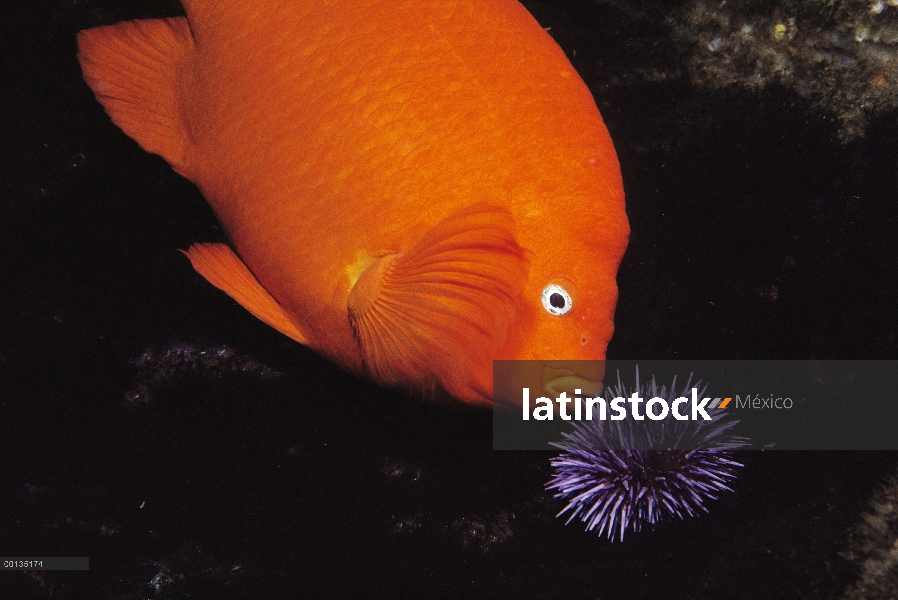 Garibaldi (Hypsypops rubicundus) macho elimina algas pastoreo erizo púrpura (Strongylocentrotus purp