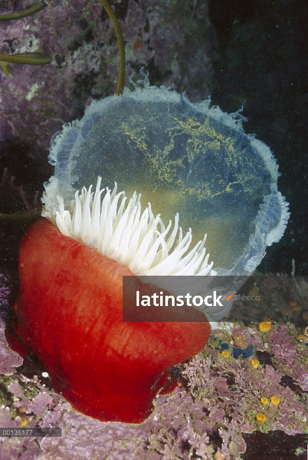 Anémona de mar (Tealia lofotensis) ataca y se alimenta de la yema de una huevo gelatina o Medusa, Mo