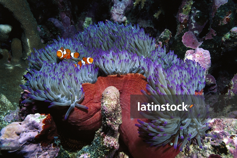 Par Blackfinned Clownfish (Amphiprion percula), seguro entre picadura tentáculos host anémona magníf