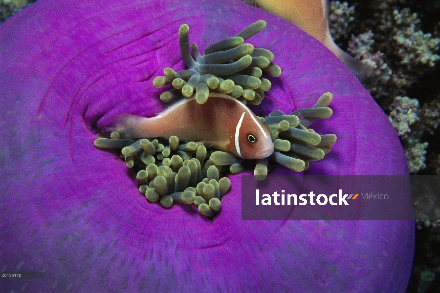 Anémona rosada (Amphiprion perideraion) protegido por picadura tentáculos de host anémona magnífica,