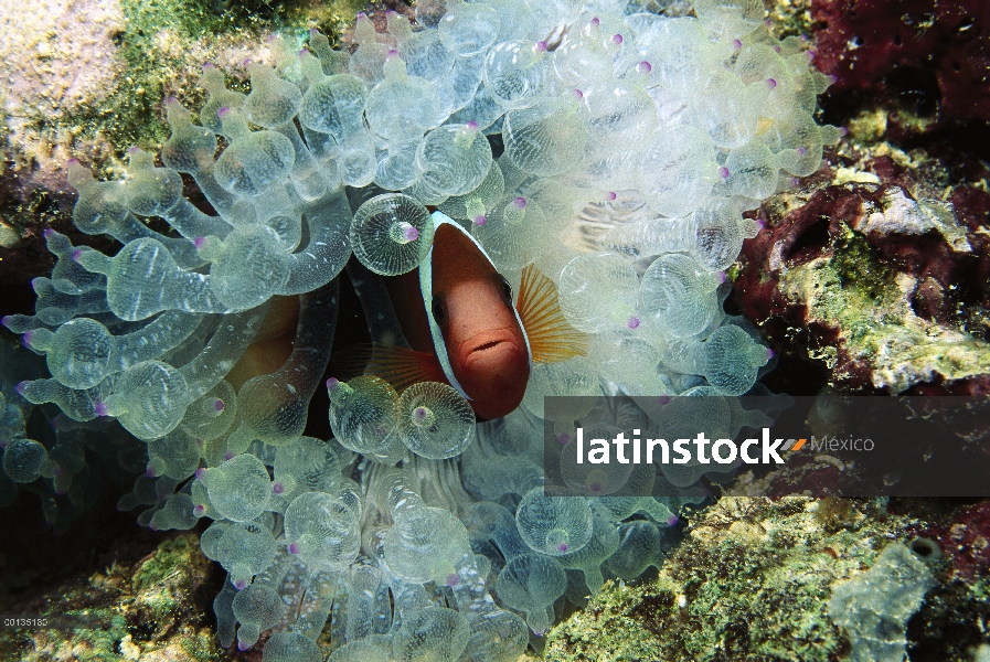 Anémona de negro (Amphiprion melanopus) protegido por picadura tentáculos de host tentáculo mar aném