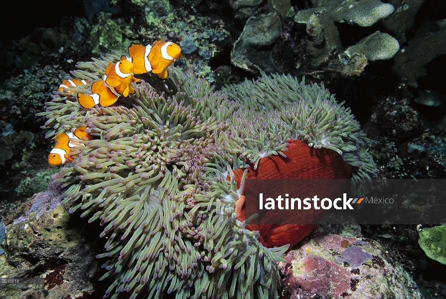 Familia Blackfinned Clownfish (percula de Amphiprion) protegido por picadura tentáculos de host aném