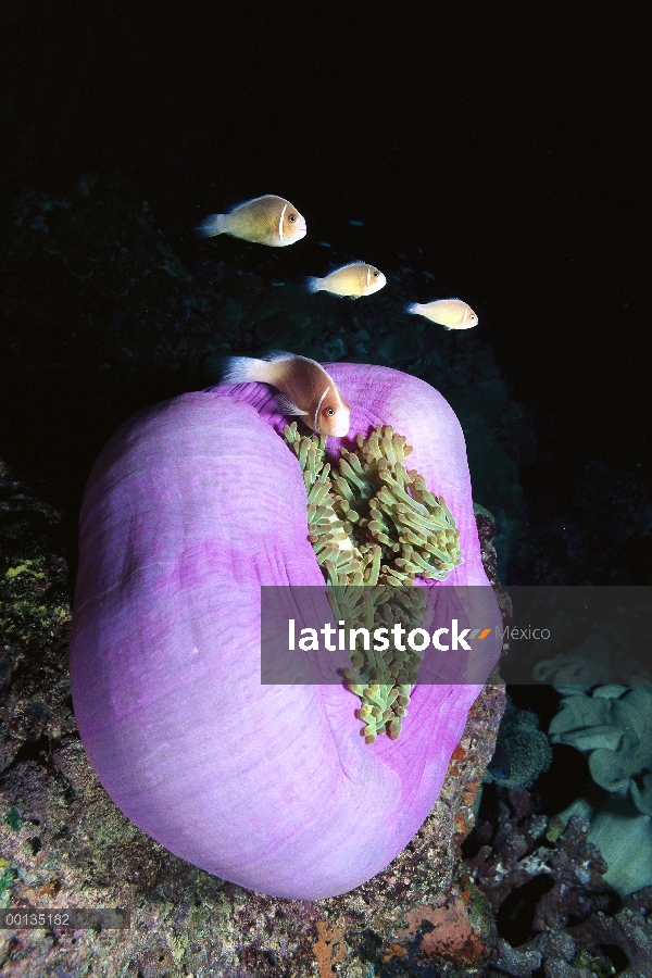 Anémona rosada (Amphiprion perideraion) protegido por picadura tentáculos de host anémona magnífica,