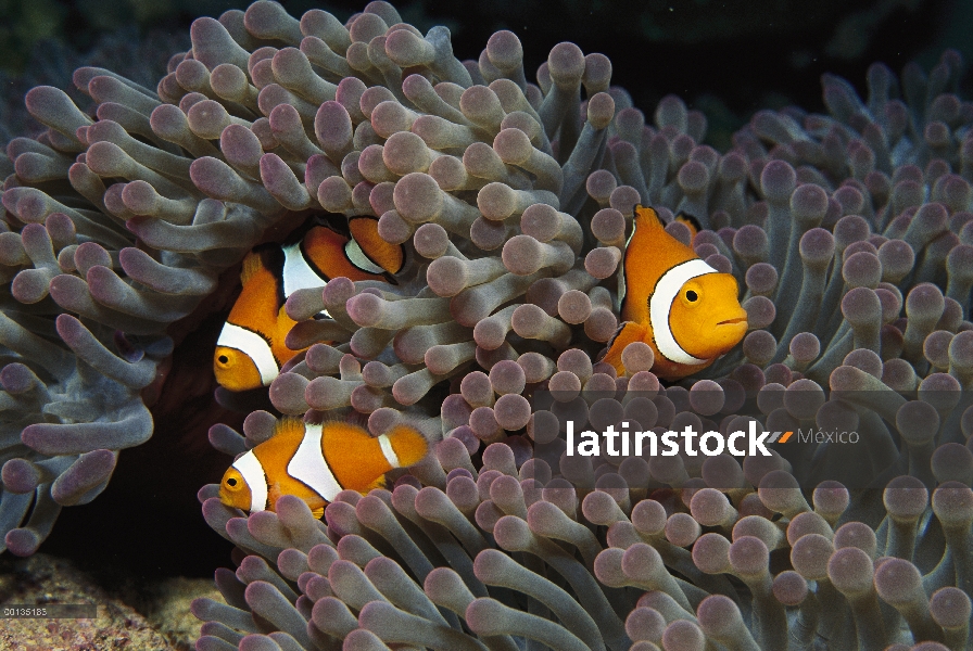 Trío de anémona (Amphiprion sp) protegido por picadura tentáculos de host anémona, Islas Salomón