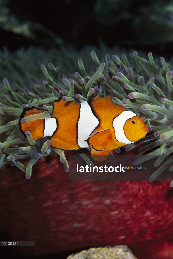 Anémona (Amphiprion sp) protegido por picadura tentáculos de la anémona de mar magnífico anfitrión, 