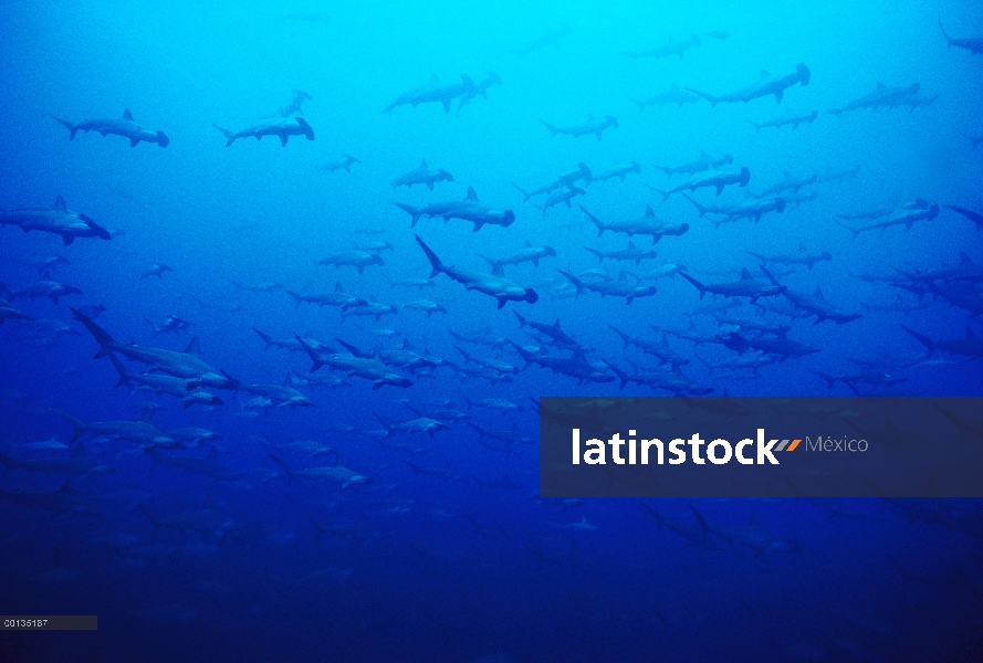 Festoneado tiburón martillo (Sphyrna lewini) escolaridad alrededor de montes submarinos, Islas Cocos