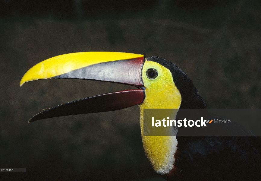 Tucán de Swainson (Ramphastos swainsonii), Costa Rica