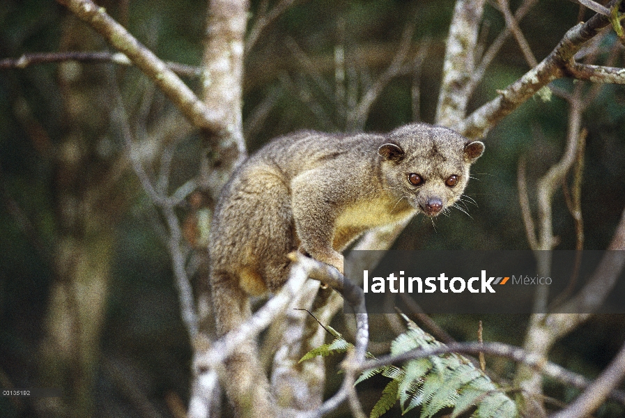 Cuchi Cuchi (Potos flavus) un mamífero nocturno en la selva tropical de Costa Rica