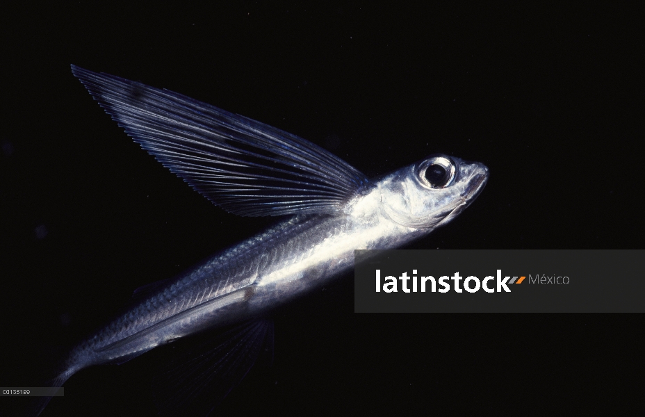 Peces voladores (Exocoetidae) utiliza grandes aletas pectorales para planear por el aire, isla de Sa