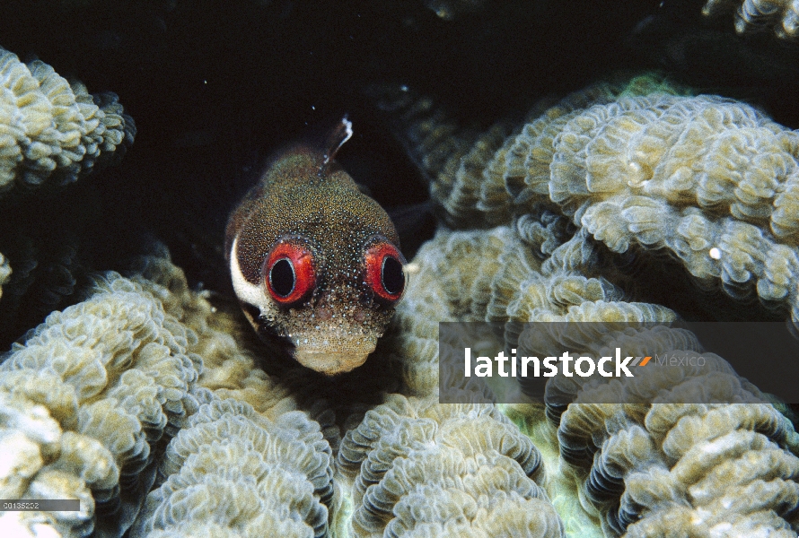 Spotjaw Blenio (Acanthemblemaria rivasi) en cerebro, grandes ojos rojos espantan a depredadores, Car