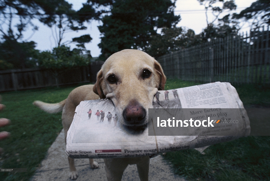 Doméstica mezcla de perro (Canis familiaris) amarillo Labrador Retriever llamado Ange, traer periódi