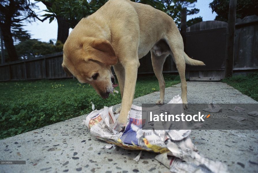 Amarillo mezcla de perro perdiguero de Labrador (Canis familiaris), trituración de periódico, perros