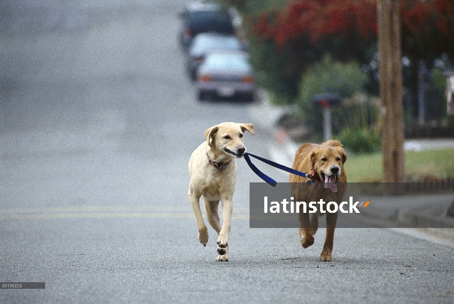 Sam y Ange caminando entre sí, Golden y Labrador Retriever amarillo (Canis familiaris) de la mezcla,