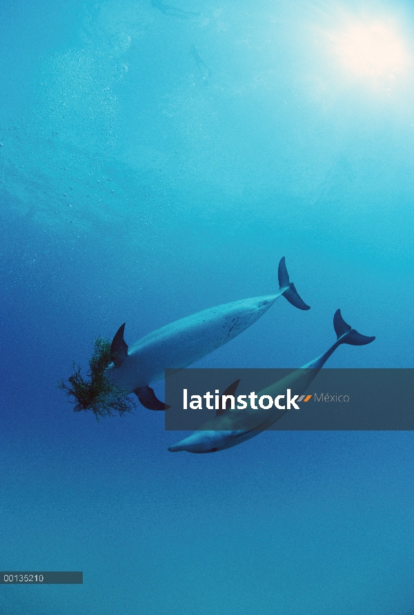 Grupo de delfín manchado Atlántico (frontalis de Stenella) jugando con Sargassum algas, pasando haci