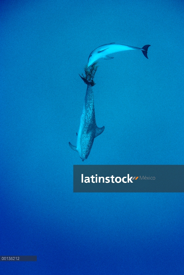 Par de delfín manchado Atlántico (frontalis de Stenella) jugando con Sargassum algas, pasando hacia 