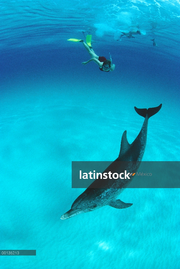 Delfín manchado Atlántico (frontalis de Stenella) jugando con Poppi Gilman, Little Bahama Bank, Cari