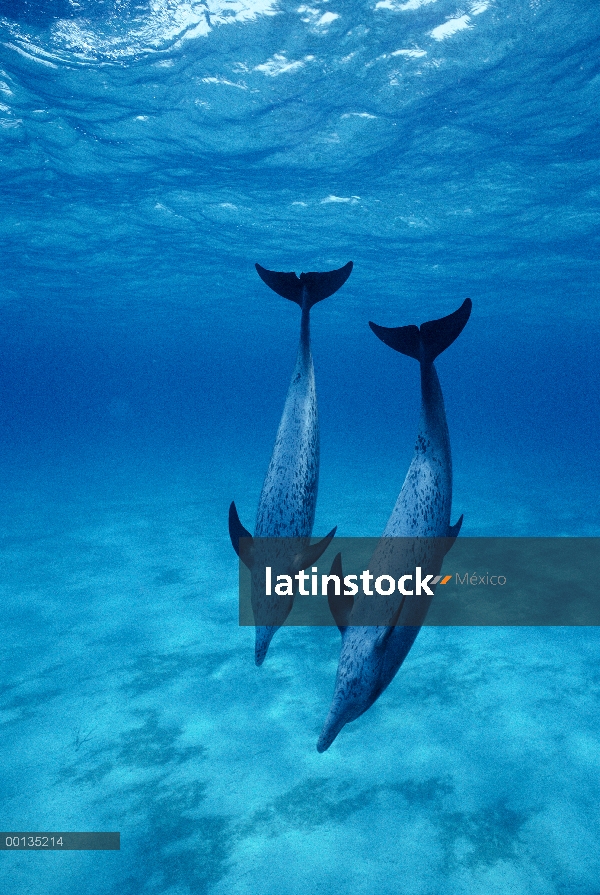 Par de delfín manchado Atlántico (frontalis de Stenella) bajo el agua, Little Bahama Bank, Caribe