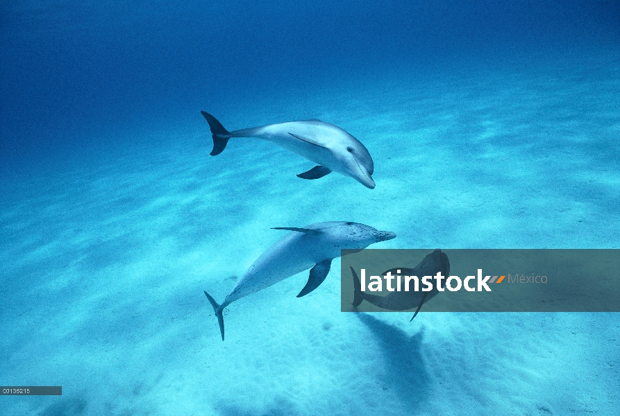 Trío de delfín manchado Atlántico (frontalis de Stenella) jugando o aseveración de dominación, Littl