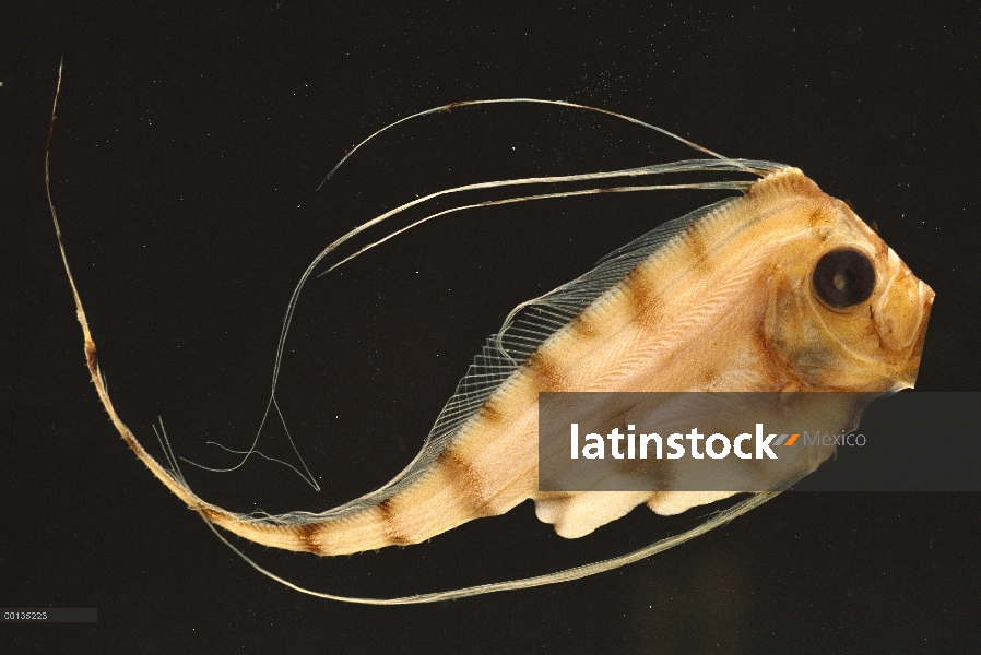 Scalloped Ribbonfish (Zu cristatus) crece a cinco pies de largo, las Islas Vírgenes de alta mar