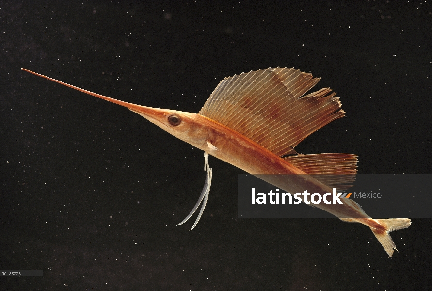 Juveniles de pez vela (Istiophorus greyi) de peces de deporte popular