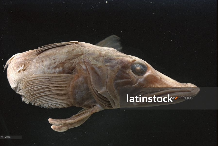 Sangre Blackfin Icefish (Chaenocephalus aceratus) contiene anticongelante para sobrevivir en tempera