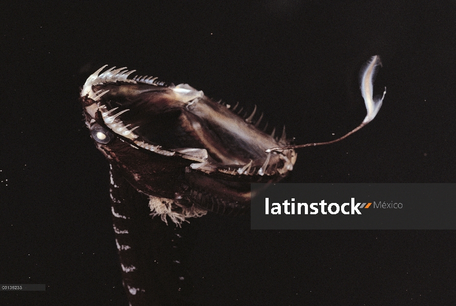 Señuelos de pesca de mar negro Dragon (Idiacanthus antrostomus) frente a boca atrae a la presa, alta