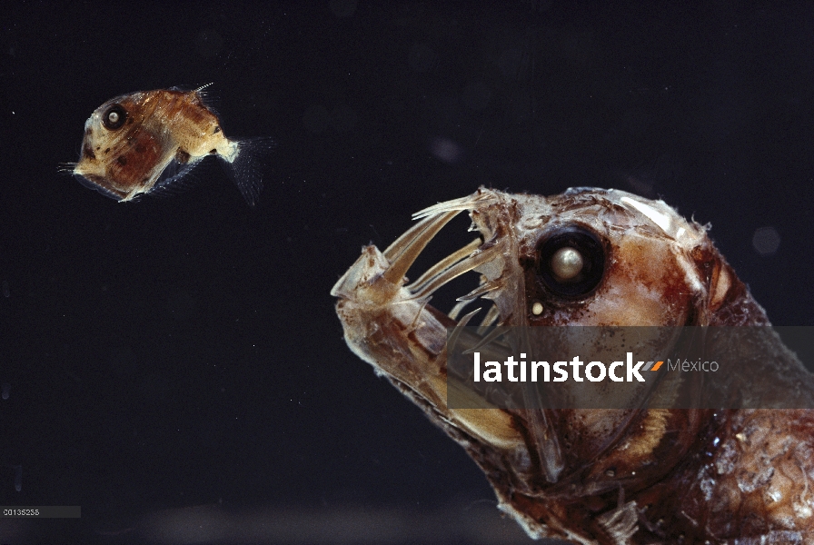 Viperfish (Chauliodus sp) persiguiendo mar Hatchetfish (Sternoptyx sp)