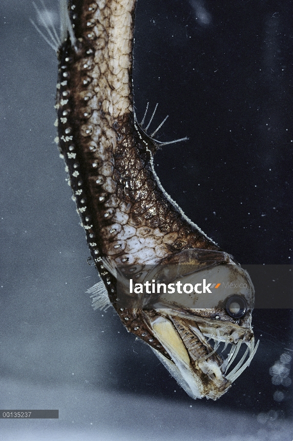 Viperfish (Chauliodus sloani) luz órganos en boca y a lo largo de mar profundo de cuerpo, Pacífico s