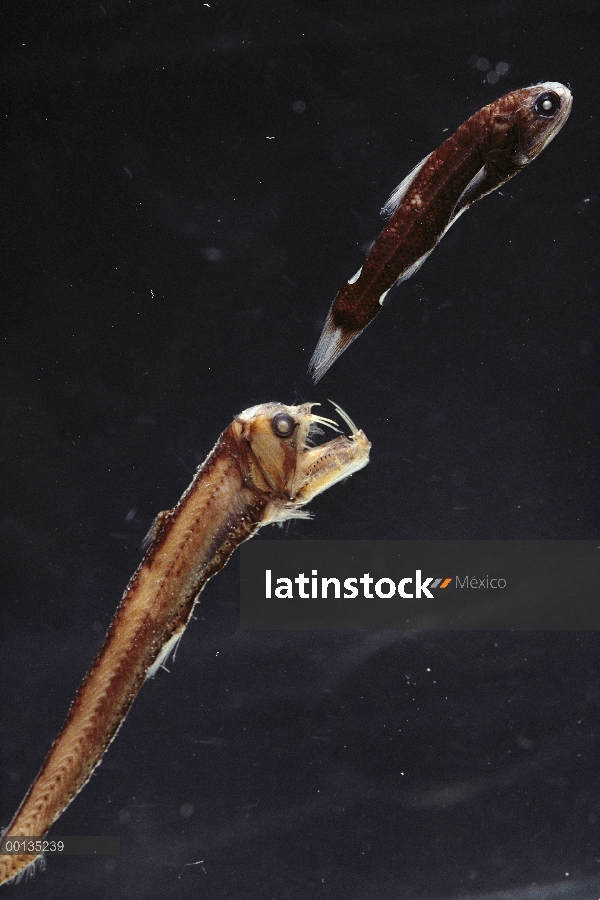 Viperfish (Chauliodus sp) ataca Lanternfish que tiene órganos ligeros en cola para confundir a los d