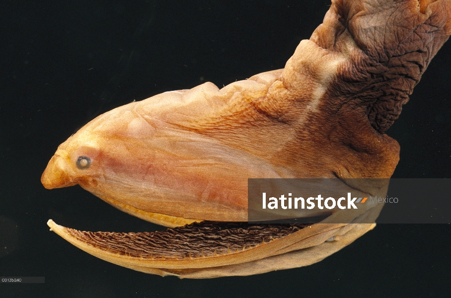 Especies de aguas profundas de Lavenberg anguila de Gulper (Saccopharynx lavenbergi) con columpios d