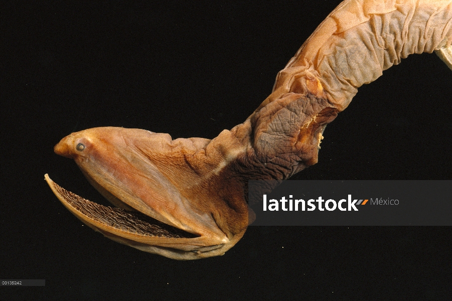 Especies de aguas profundas de Lavenberg anguila de Gulper (Saccopharynx lavenbergi) con columpios d