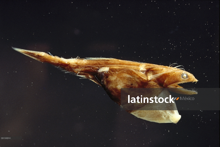 Estómago extensible negro Tragador (Chiasmodon niger) puede alojar presas muy grandes, de alta mar