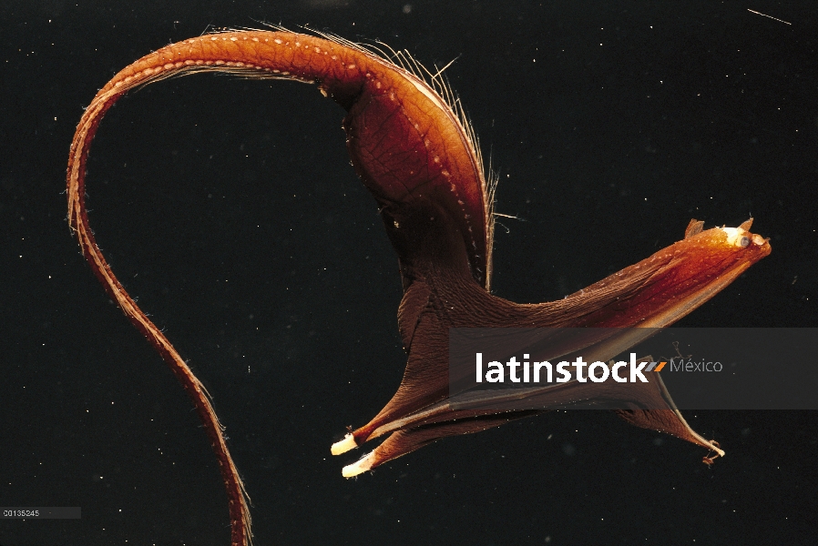 Especies de aguas profundas de gran boca engullidora (Eurypharynx pelecanoides) con columpios de boc