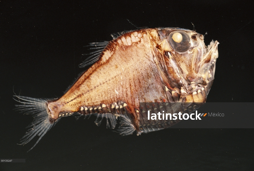 Delgado Hatchetfish (Argyropelecus affinis) ojos ver, luz placas en contador de cuerpo iluminarán no