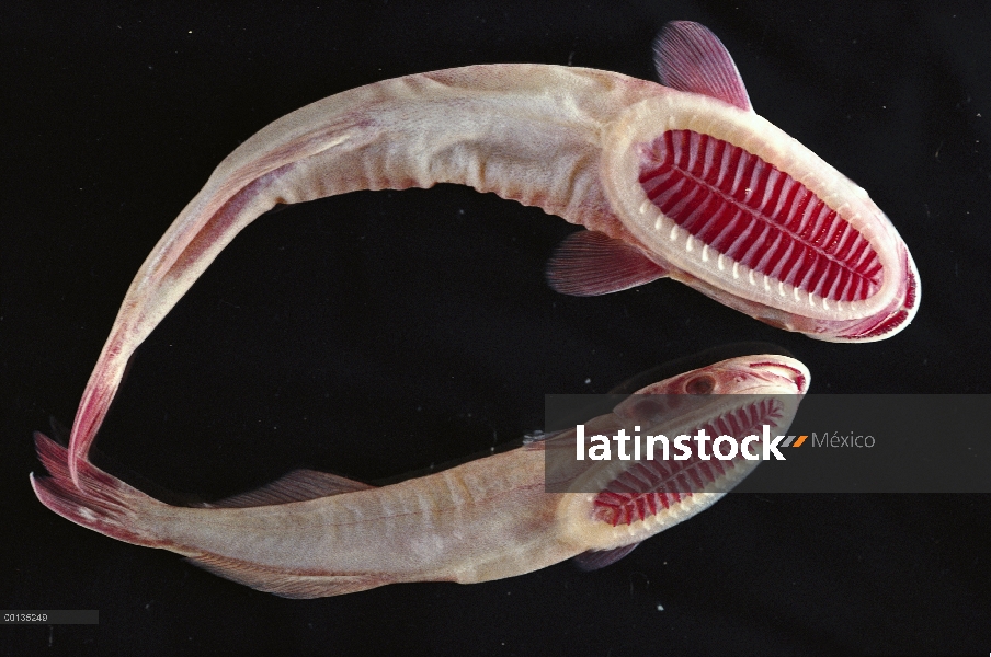 Par de Remora (remora Remora) use placas en la cabeza para sujetar a tiburones y peces grandes