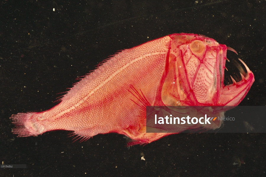 Fangtooth (Anoplogaster cornuta) despejó y teñido para mostrar huesos (rojo) y aguas profundas cartí