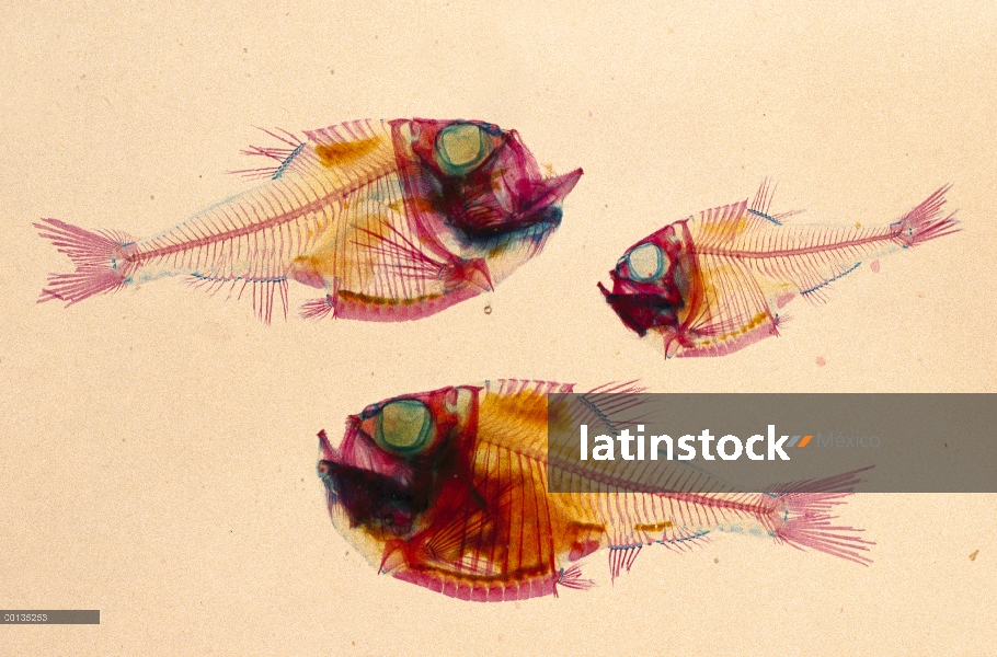 Hatchetfish delgado (Argyropelecus affinis) despejó y teñido para mostrar huesos (rojo) y aguas prof