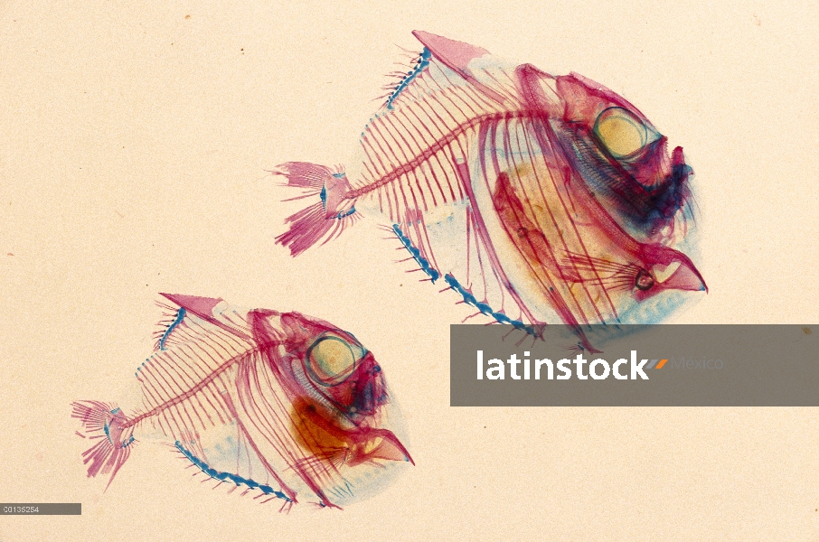 Hatchetfish delgado (Argyropelecus affinis) despejó y teñido para mostrar huesos (rojo) y aguas prof