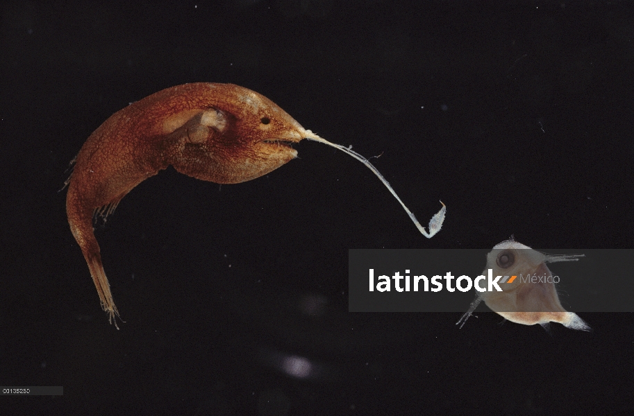 Presa de cosmopolita Whipnose (Gigantactis vanhoeffeni) atrae un rape de mar profundo con larga caña