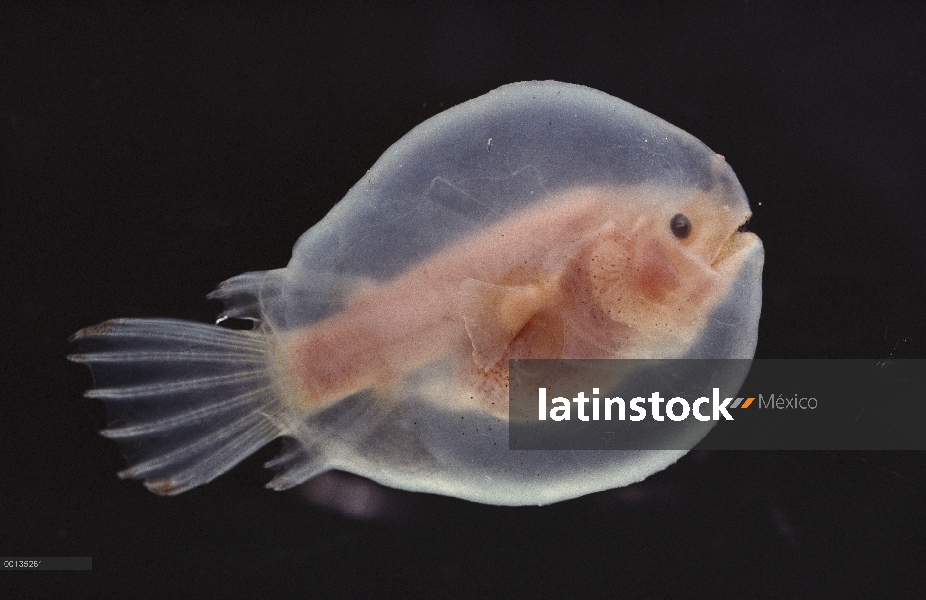 Larvas de especies de aguas profundas de pescador (Linophryne sp) con grandes huevos yolky que es un