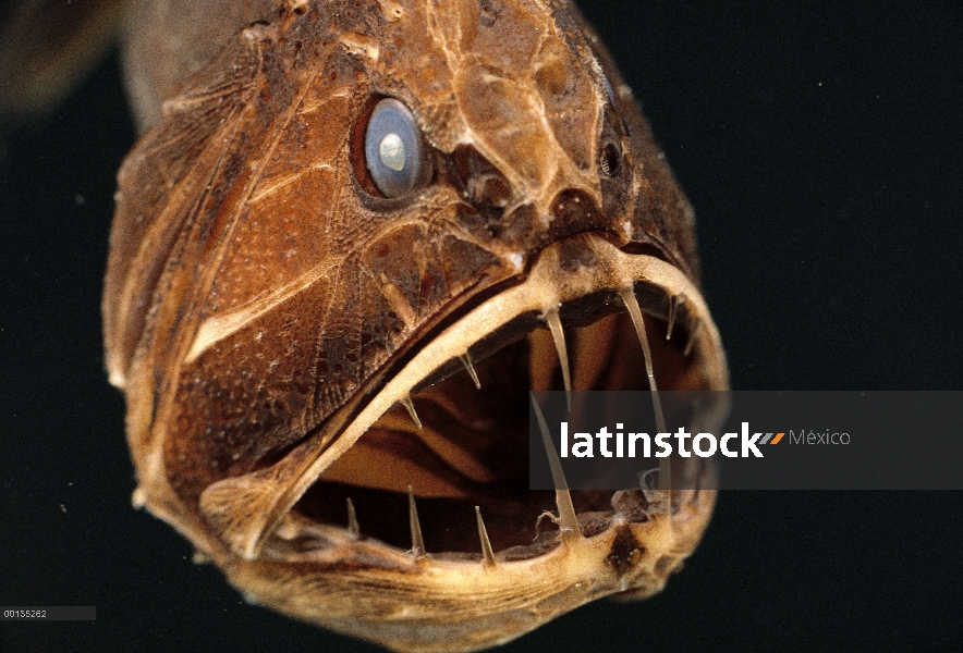 Retrato de adultos fangtooth (Anoplogaster cornuta) bajo el agua mostrando la boca abierta y dientes