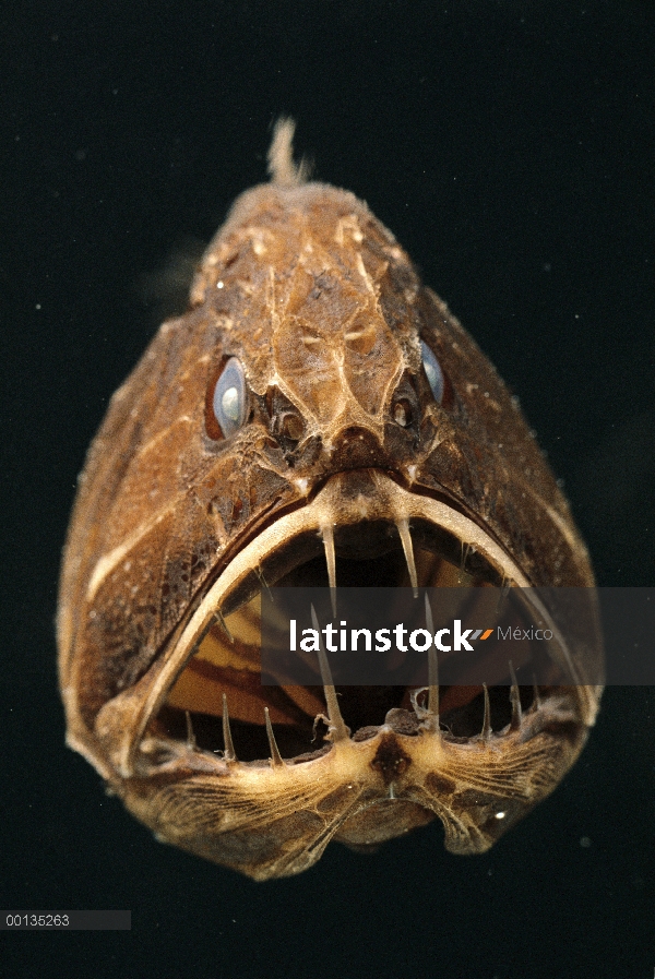 Fangtooth (Anoplogaster cornuta) tiene cuerpo huesudo, duro, a diferencia de la mayoría de los peces