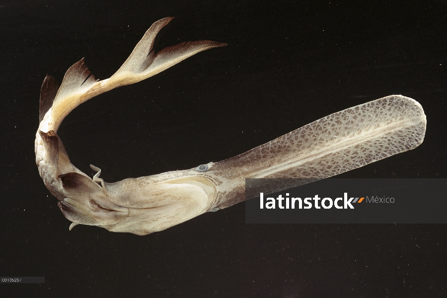 American espátula (Polyodon spathula) puede percibir campos eléctricos con paleta larga, nativa de R